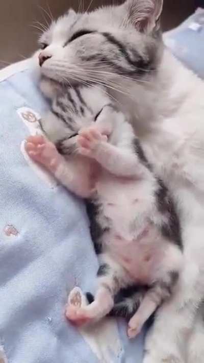 Smol bean as pacifier ??