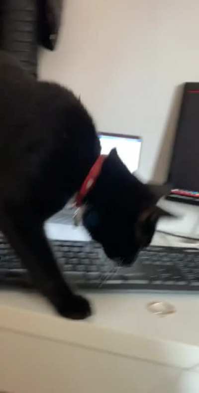 This isn’t our cat but she/he thinks they are ?