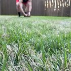 Mini dachshund, incoming!