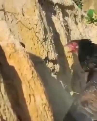 Eagle vs Wild chicken