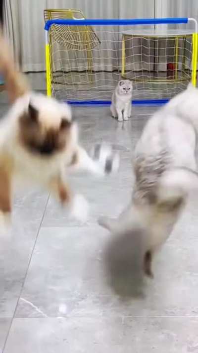 Cats