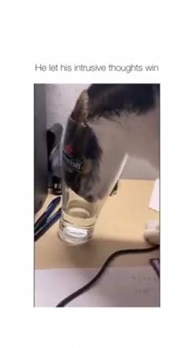 Why are cats like this ??