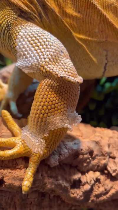 Little dragon buddy getting help with shedding