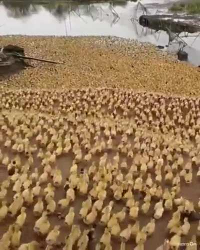 quack quack