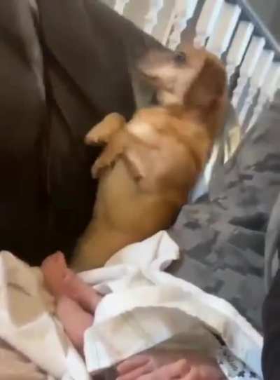to sniff
