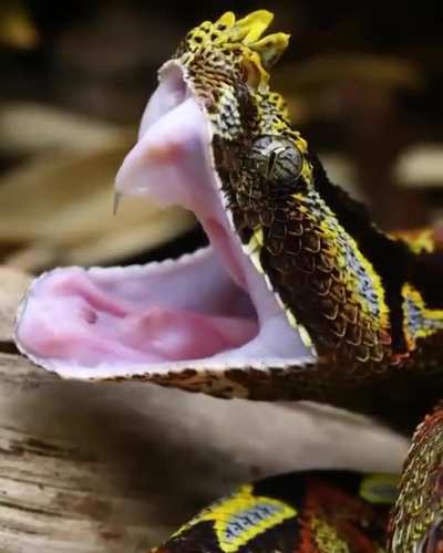 ? Rhino viper yawning