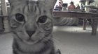 Got a pet cam to keep an eye on the cats. Got a cat to keep an eye on the pet cam.