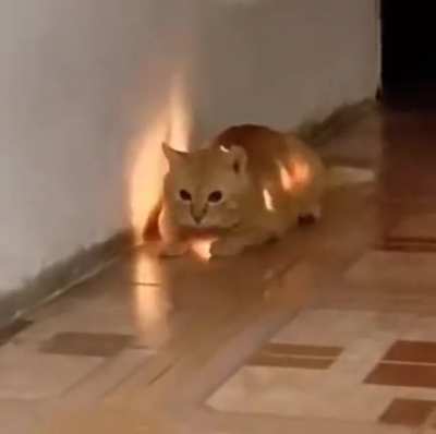 The vet visit’s gonna be expensive