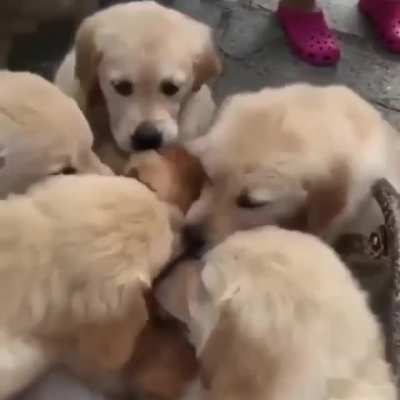 we wuv you