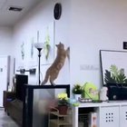 Wrong catulation
