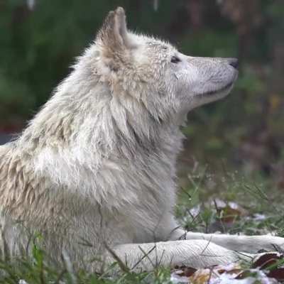 ? Wolf in the rain