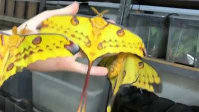 ? Beautiful moths ?