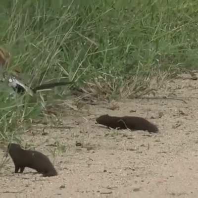 Dwarf mongoose playing dead in front of a hornbill