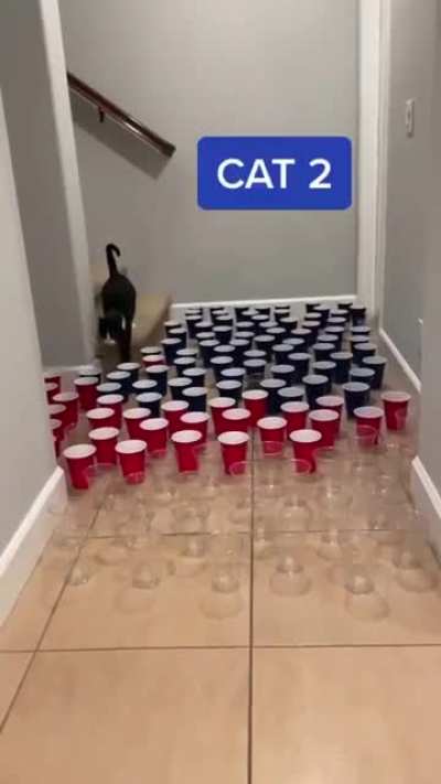 Cat 3 went for it ???