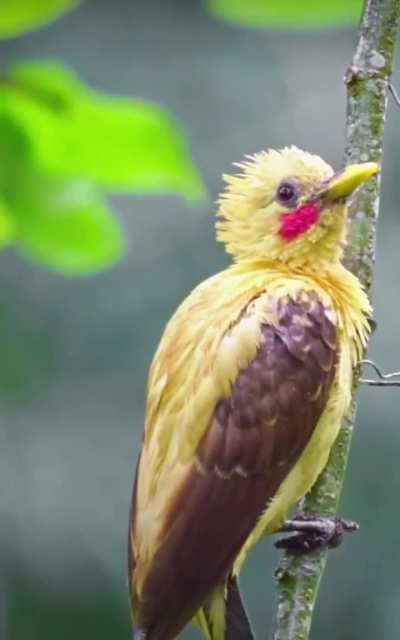 ?The Cream-colored Woodpecker (Celeus flavus) has colorful plumage that is somewhat familiar...