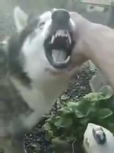 Doggo doing "heavy metal"
