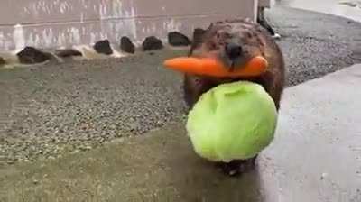 ? - Beaver carrying food back to its home.