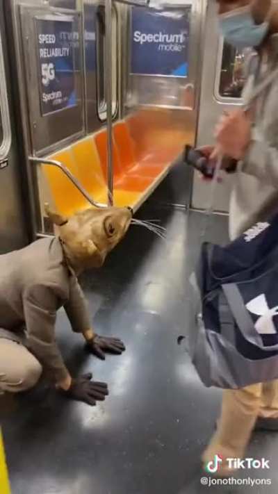 Pizza rat has evolved