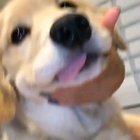 Golden smile