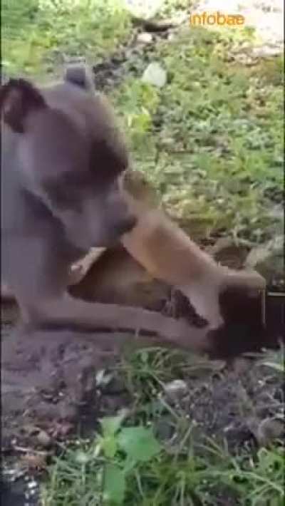 He just want to play?