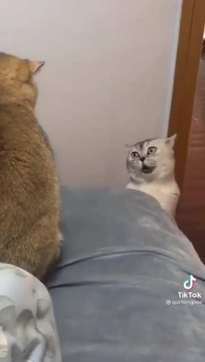 Cats are weird