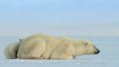 ? Little Baby Polar Bear Gets A Surprise...