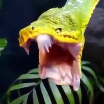 emerald tree boa yawning