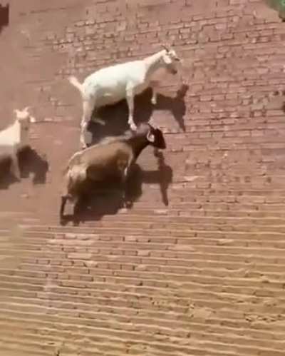 Goats going up a steep wall
