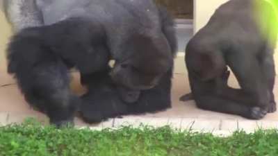 Silverback and his son calmly observe a caterpillar