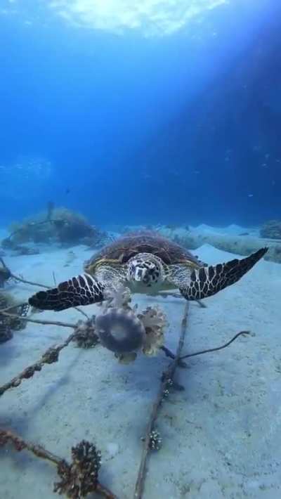 A sea turtle eating a jellyfish