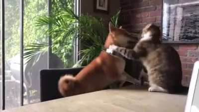 Karma is the cat........