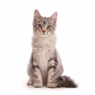 Timelapse showing the growth of a kitten into a cat