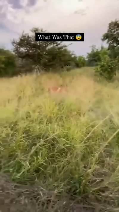 ? Speed of the hunt