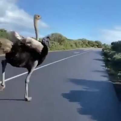 ? Ostrich casually keeping up with cyclists