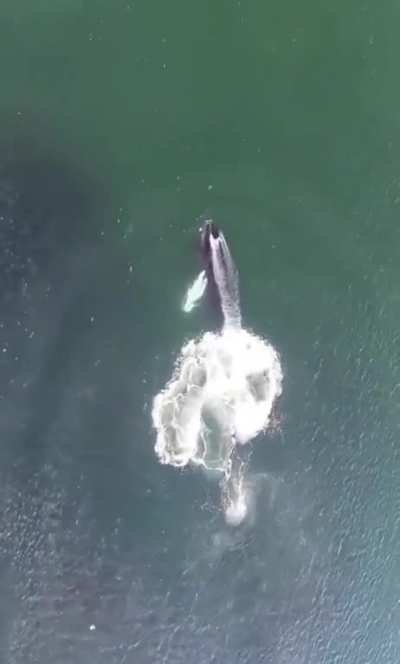 ? Humpback whale feasting on a school of fish ?