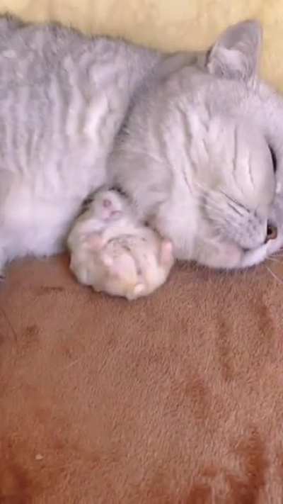 Hamster ? and cat fell inlove and can't separate from eachother.