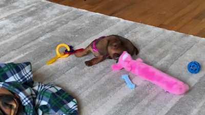 Dis is my favorite...no...wait...dis one...no...wait...dis one... ?