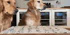 Two goldens playing catch the carrot