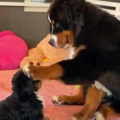 Nothing like pets from mama ??