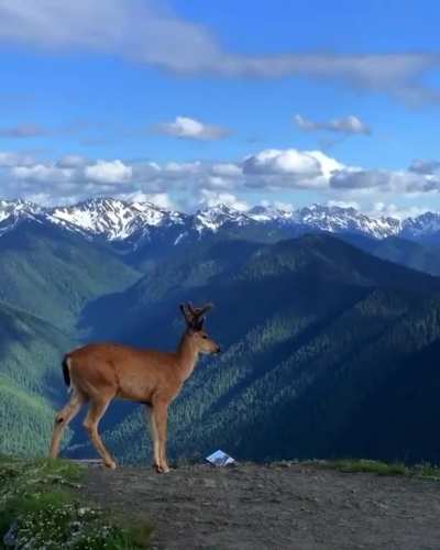 ? A beautiful buck in the Olympic Mountains ?