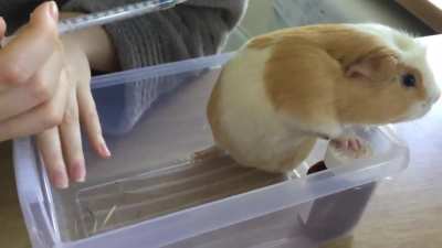 Little Aubrey taking her medicine. She is a good piggy.