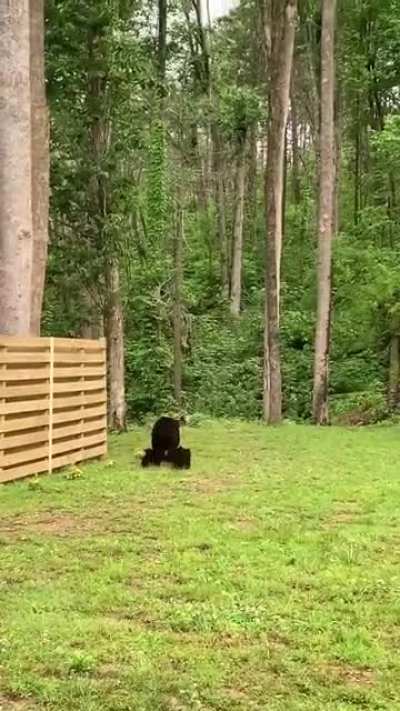 ? Mother Bear has her paws full ?
