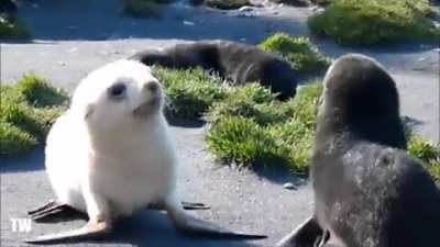 ? Baby sea lions playing together
