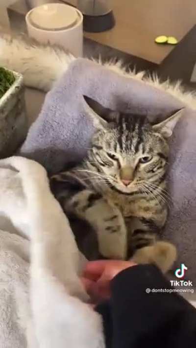 Cat Daddy Issues