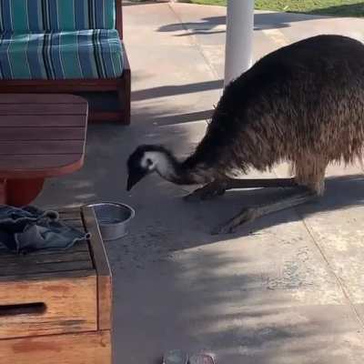? Emu having a drink from the dog's water bowl