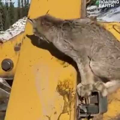 ? Cat says hi