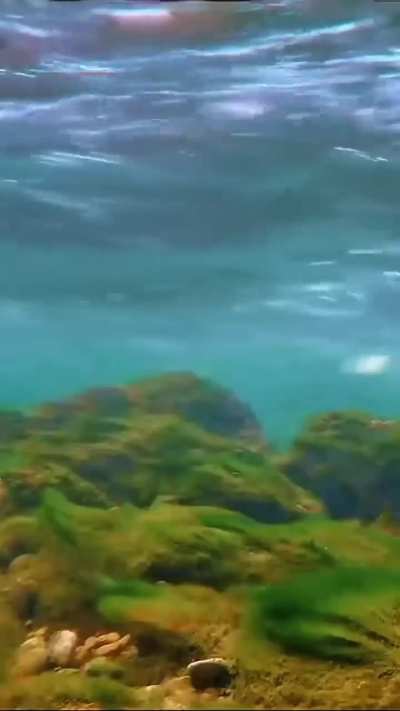 ? American Dippers: songbirds that walk underwater to hunt
