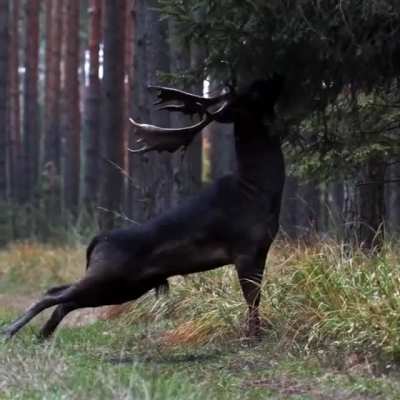 ? Very Rare black fallow deer spotted in Baryczy Valley, Poland..
