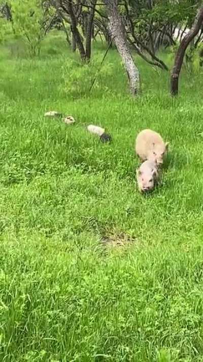 A Whole Family Of Pigs Going On An Adventure