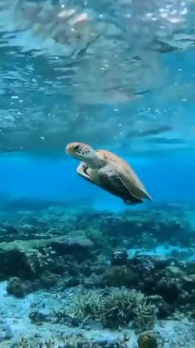 ? This sea turtle knows how to chill